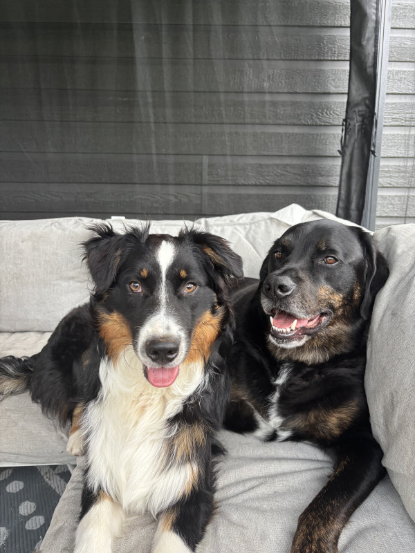 Photo de Zach et whisky, partenaire de Kathleen Lapointe