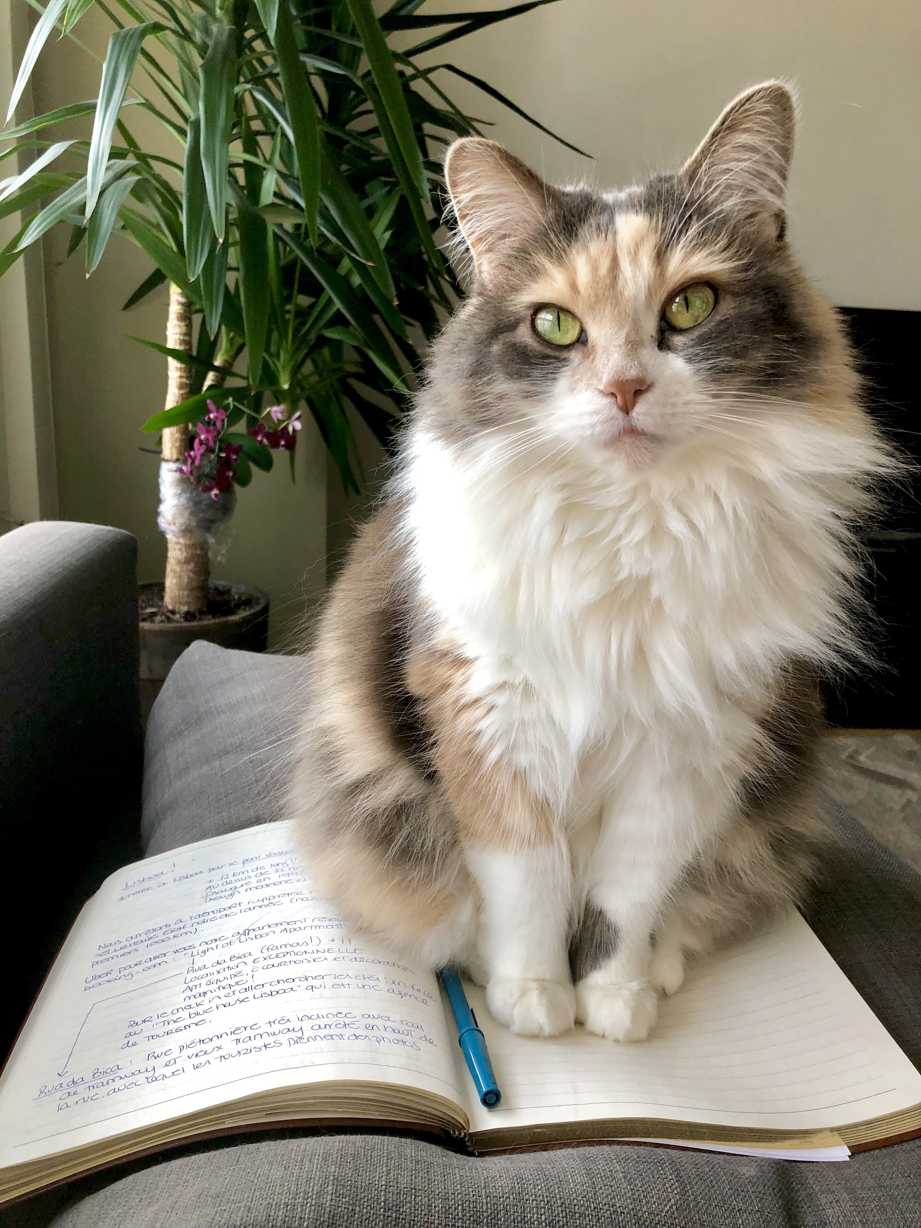 Photo de Cocotte, partenaire de Johannie St-Yves